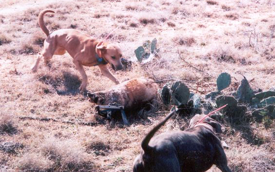 Lacy Dogs with a badger